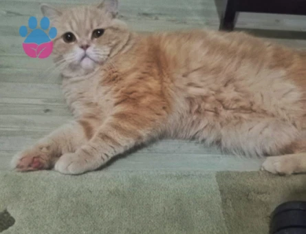 Oğlum paşaya dişi bir eş ariyorum