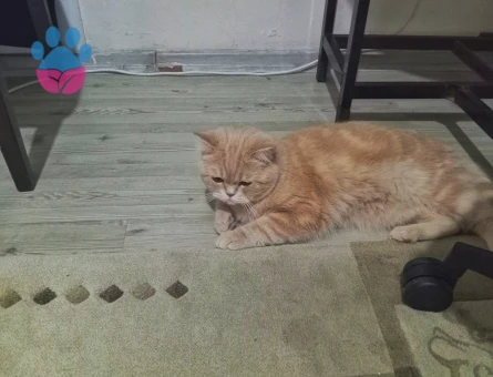 Oğlum paşaya dişi bir eş ariyorum