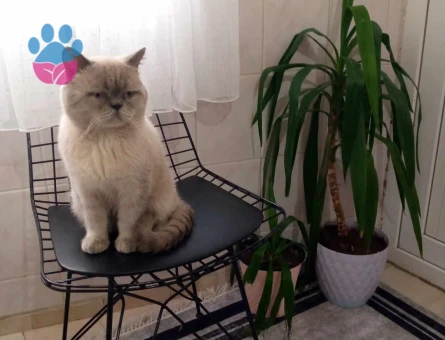 Blue point erkek kedimize dişi eş arıyoruz