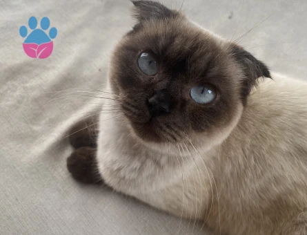 Siyam kızımız için uygun bir erkek arıyoruz