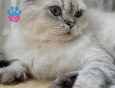 Scottish straight longhair 3 Yaşında Eş Arıyor