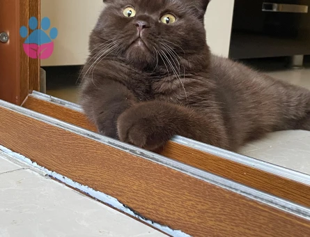 Scottish Fold Yakışıklı Oğlum Eş Arıyor