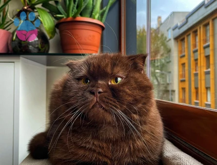 Scottish Fold Yakışıklı Oğlum Eş Arıyor
