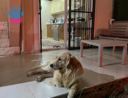 Golden Retriever Alfa Eş Arıyor 5 Yaşında