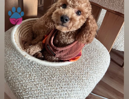 Mocha ya eş arıyoruz