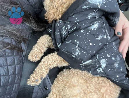 Mocha ya eş arıyoruz