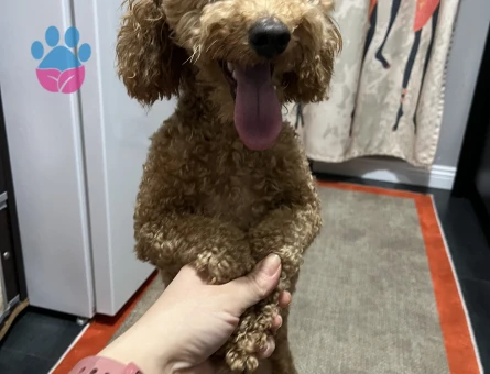 Mocha ya eş arıyoruz