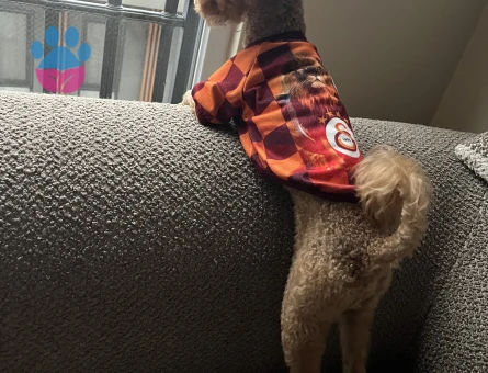 Mocha ya eş arıyoruz