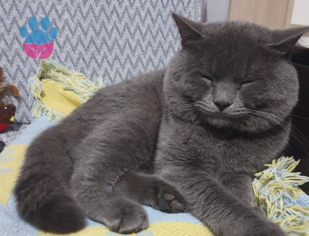 Dumo Bey eş arıyor