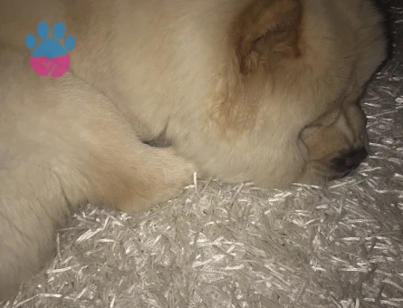 Yakışıklıya eş arıyoruz