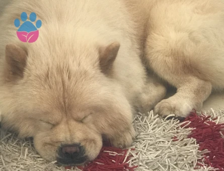 Yakışıklıya eş arıyoruz