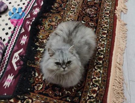 British Longhair 3 Yaşında Kedime Eş Arıyorum