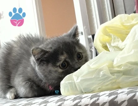 British Shorthair Bihtet Eş Arıyor