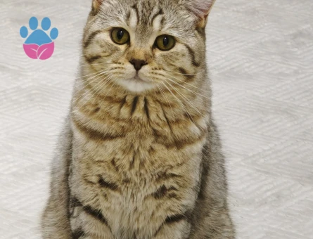 British Shorthair 11 Aylık Kedim Eş Arıyor