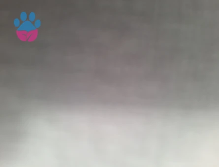 Scottish fold shorthair erkek