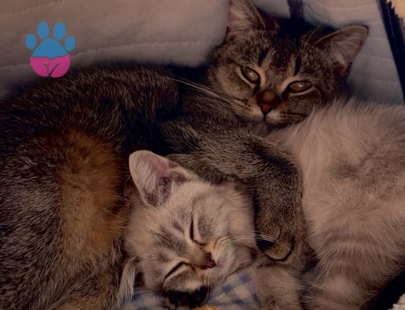 Çiftleştirme Aranıyor - 1,5 Yaşında Dişi Scottish Straight