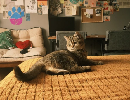 Çiftleştirme Aranıyor - 1,5 Yaşında Dişi Scottish Straight