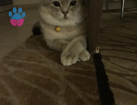 11 aylık kedime dişi eş arıyorum