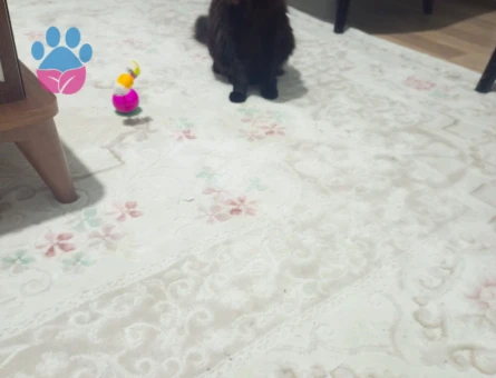 Kızımıza eş arıyoruz