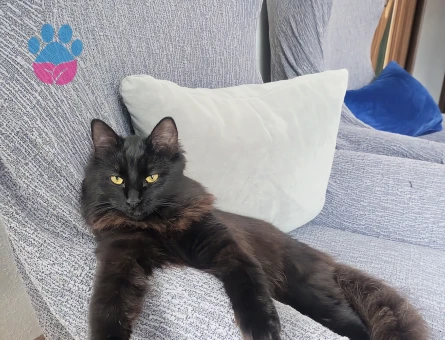 Kızımıza eş arıyoruz