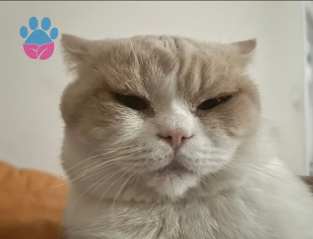 Oscara eş arıyoruzz