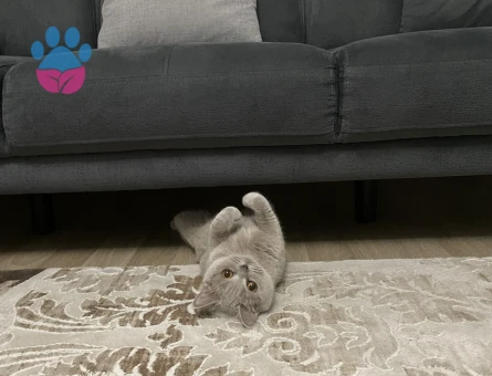 Kedimize erkek bir eş arıyoruz