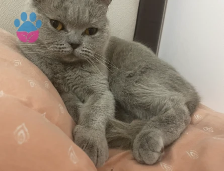 Kedimize erkek bir eş arıyoruz