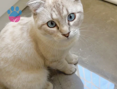 Oğluma eş arıyorum