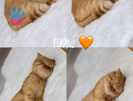Scottish Fold  Dişi Kedimizi Çiftleştirmek İstiyoruz