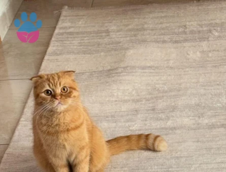 Scottish Fold  Dişi Kedimizi Çiftleştirmek İstiyoruz