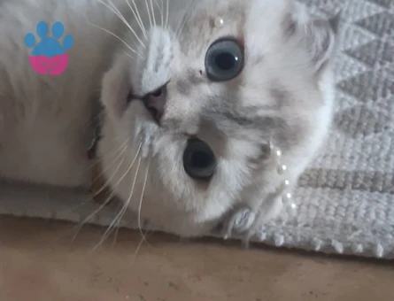 Scottişh fold blue poind dişi kedim için eş arıyorum