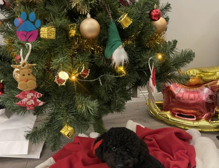 Oğlumuza eş arıyoruz