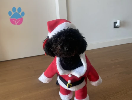 Oğlumuza eş arıyoruz