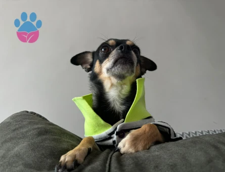 Oğlum Bambam için eş arıyoruz