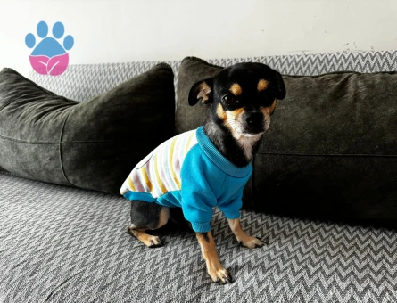 Oğlum Bambam için eş arıyoruz