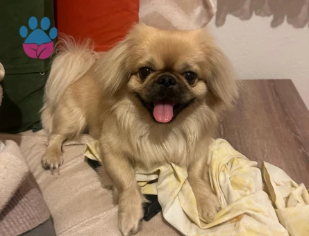 ARES'E GELİN ADAYI ARIYORUM..