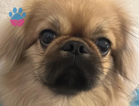 ARES'E GELİN ADAYI ARIYORUM..