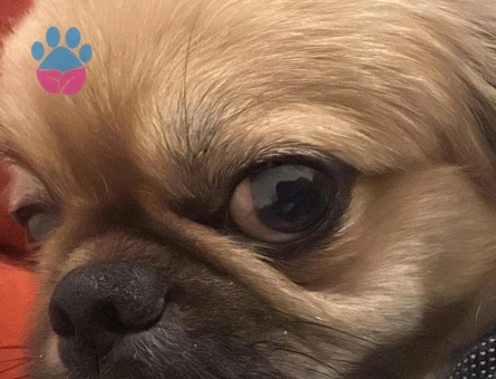 ARES'E GELİN ADAYI ARIYORUM..