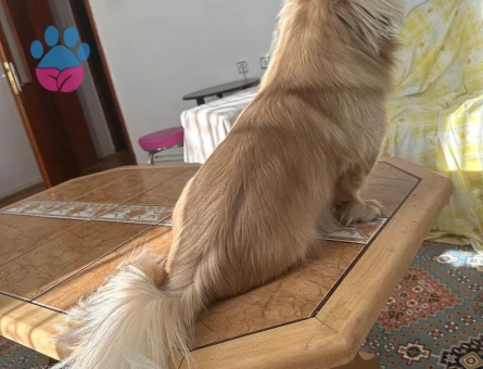 ARES'E GELİN ADAYI ARIYORUM..