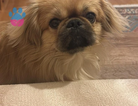 ARES'E GELİN ADAYI ARIYORUM..