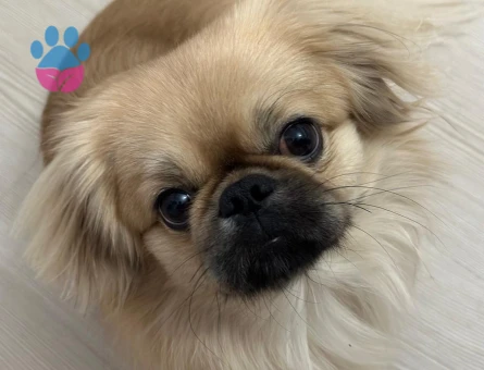 ARES'E GELİN ADAYI ARIYORUM..