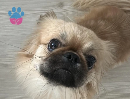 ARES'E GELİN ADAYI ARIYORUM..