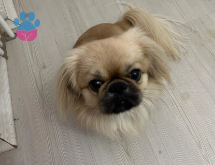 ARES'E GELİN ADAYI ARIYORUM..