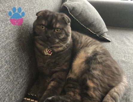 Scottish Fold Oğlum Eros’a Alımlı Bir Gelin Arıyorum
