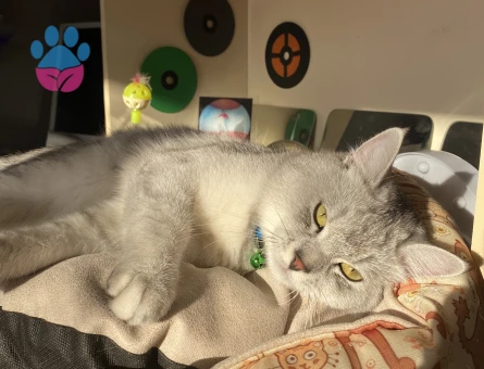 British Shorthair Erkek