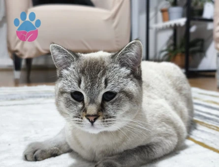 Kızımıza Eş arıyoruz