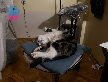 Kedime bi hanfendi arıyorum