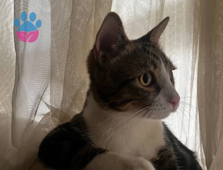 Kedime bi hanfendi arıyorum