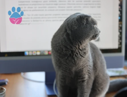 Zeze'ye dişi eş - Antalya