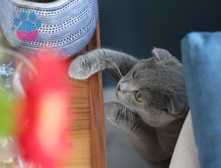 Zeze'ye dişi eş - Antalya